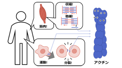 真菌由来の毒素「サイトカラシンD」がアクチンに働きかける新たな仕組みを発見！－細胞の"骨格"を制御するメカニズムに迫る－ 画像